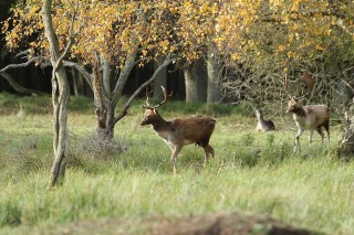 aw-duinen-03